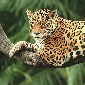 Jaguar