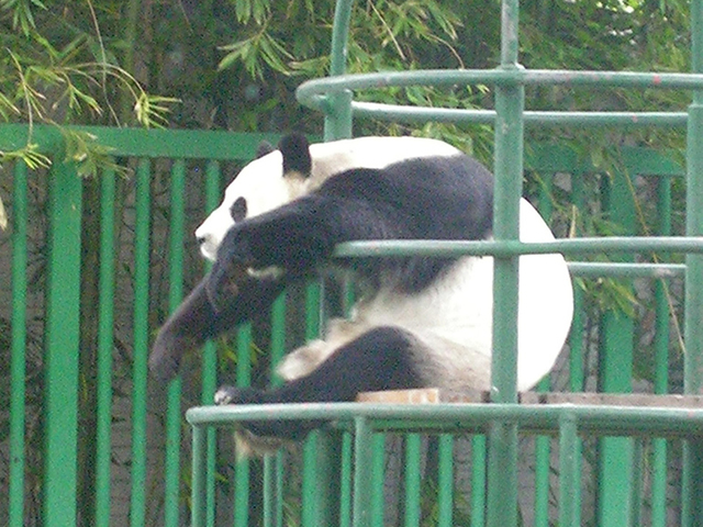 El Zoológico de Chapultepec	